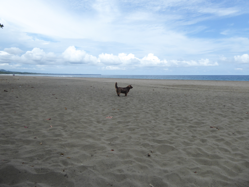 Brownie - One of the many resident animals at Banana Azul.